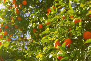 naranjas