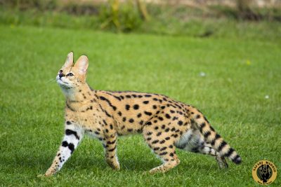 Safari serval03