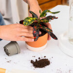 5 consejos para cuidar las plantas con la llegada del calor