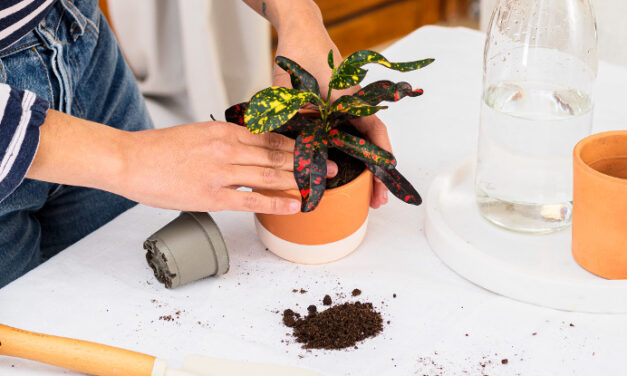 5 consejos para cuidar las plantas con la llegada del calor